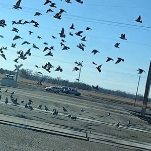 Meet your Posher, Manuel